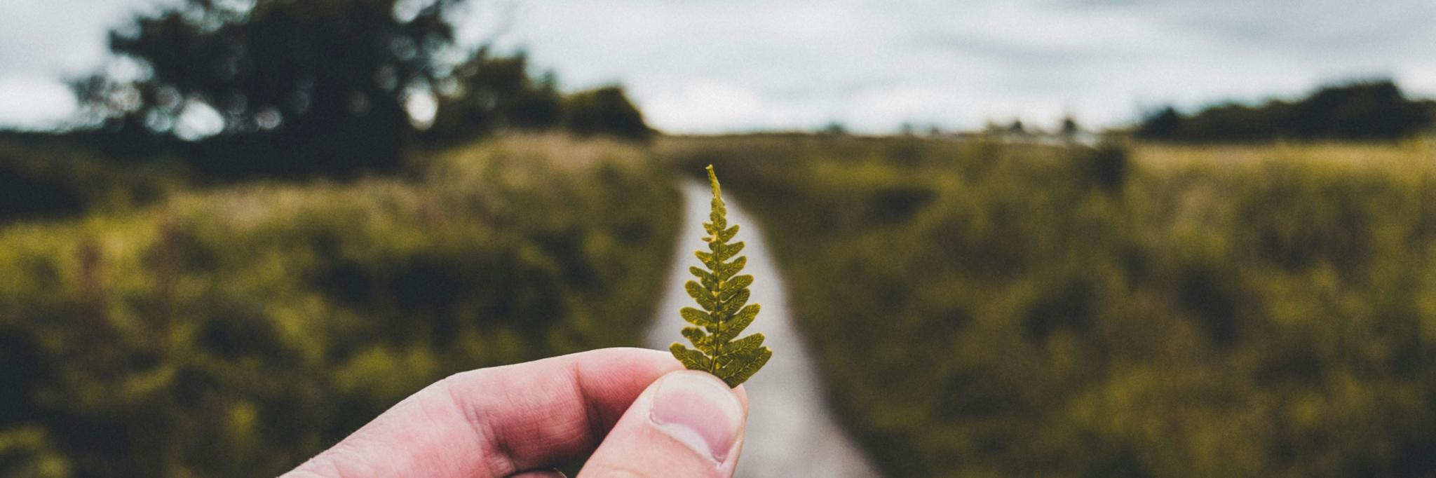 Eine Hand hält ein kleines Blatt eines Farns in der Hand, im Hintergrund ist ein Weg, eine Wiese und Bäume