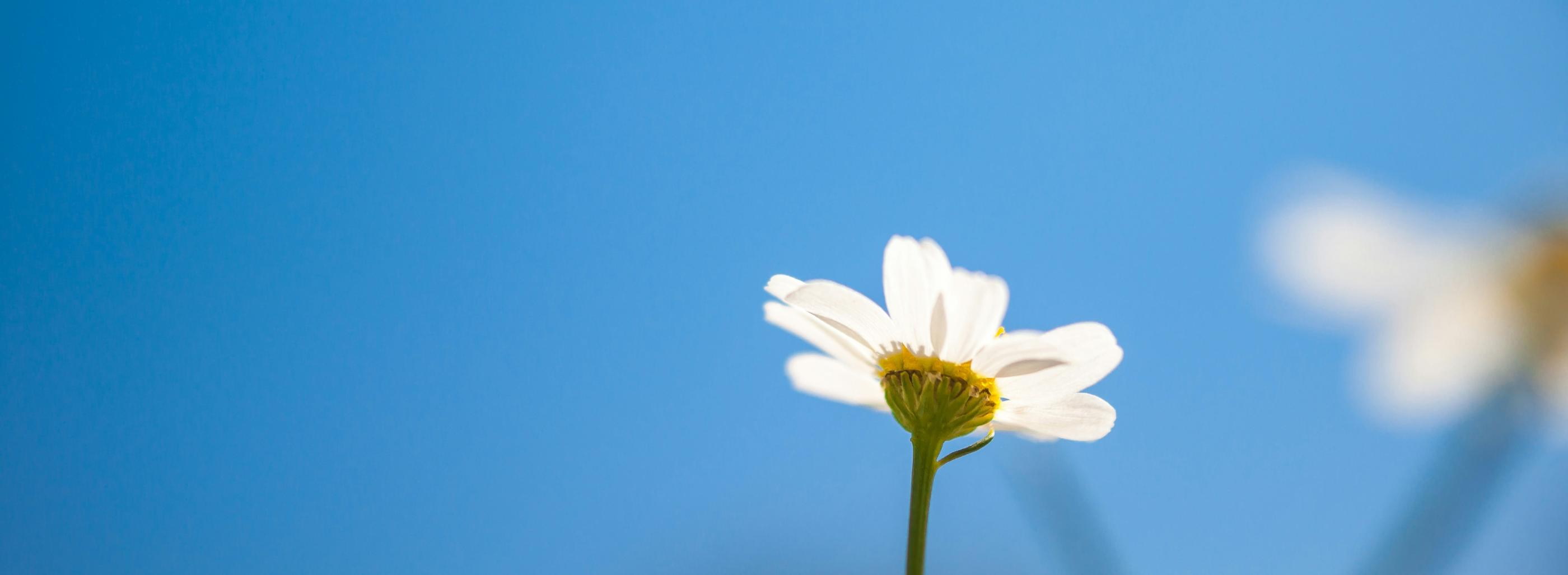 Blick in den blauen Himmel. Am unteren Ende ragt eine kleine weiße Margerite ins Bild