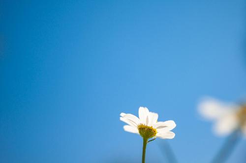 Blick in den blauen Himmel. Am unteren Ende ragt eine kleine weiße Margerite ins Bild