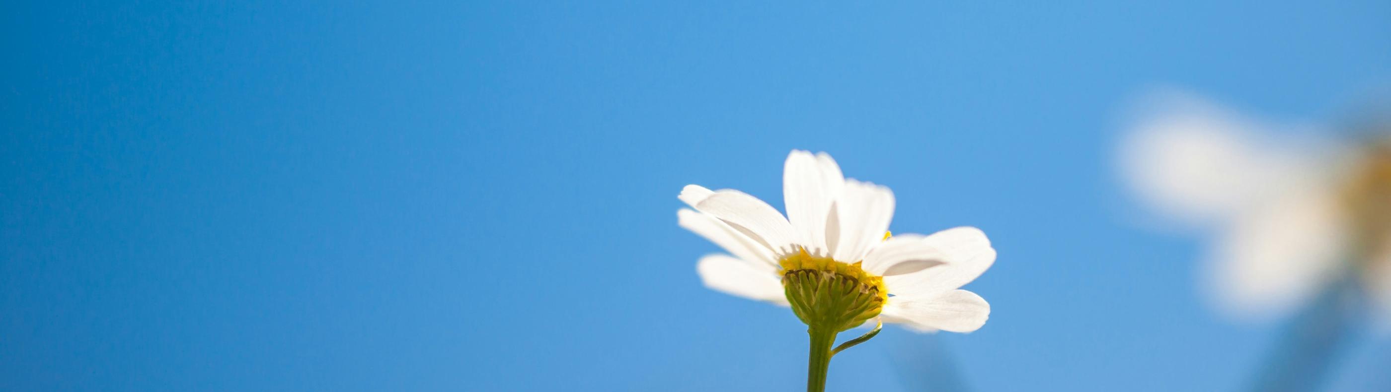 Blick in den blauen Himmel. Am unteren Ende ragt eine kleine weiße Margerite ins Bild