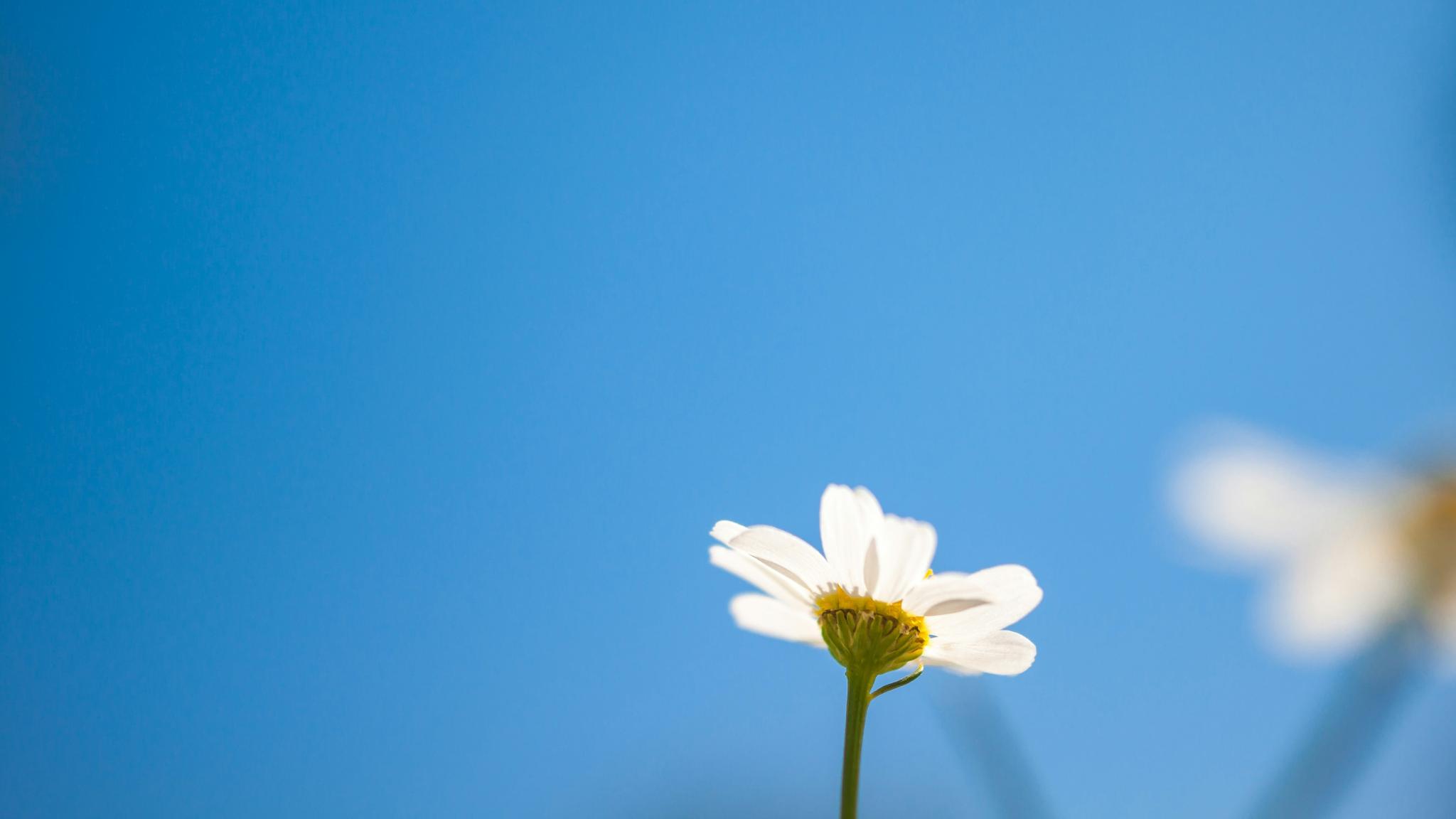 Blick in den blauen Himmel. Am unteren Ende ragt eine kleine weiße Margerite ins Bild