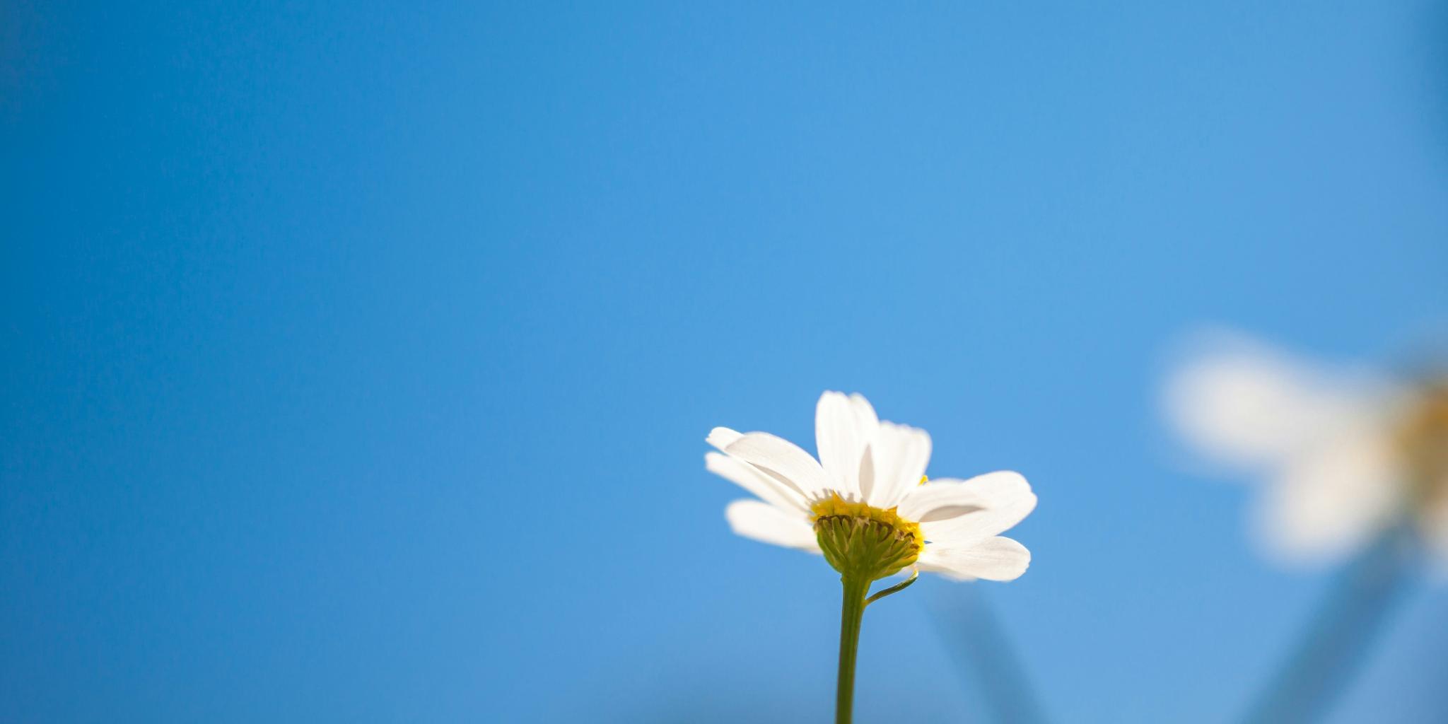 Blick in den blauen Himmel. Am unteren Ende ragt eine kleine weiße Margerite ins Bild