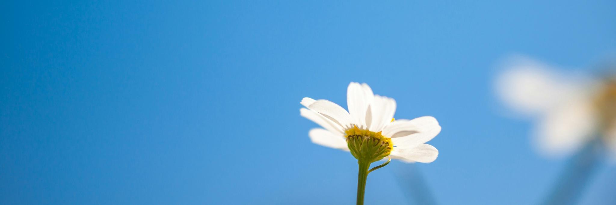 Blick in den blauen Himmel. Am unteren Ende ragt eine kleine weiße Margerite ins Bild