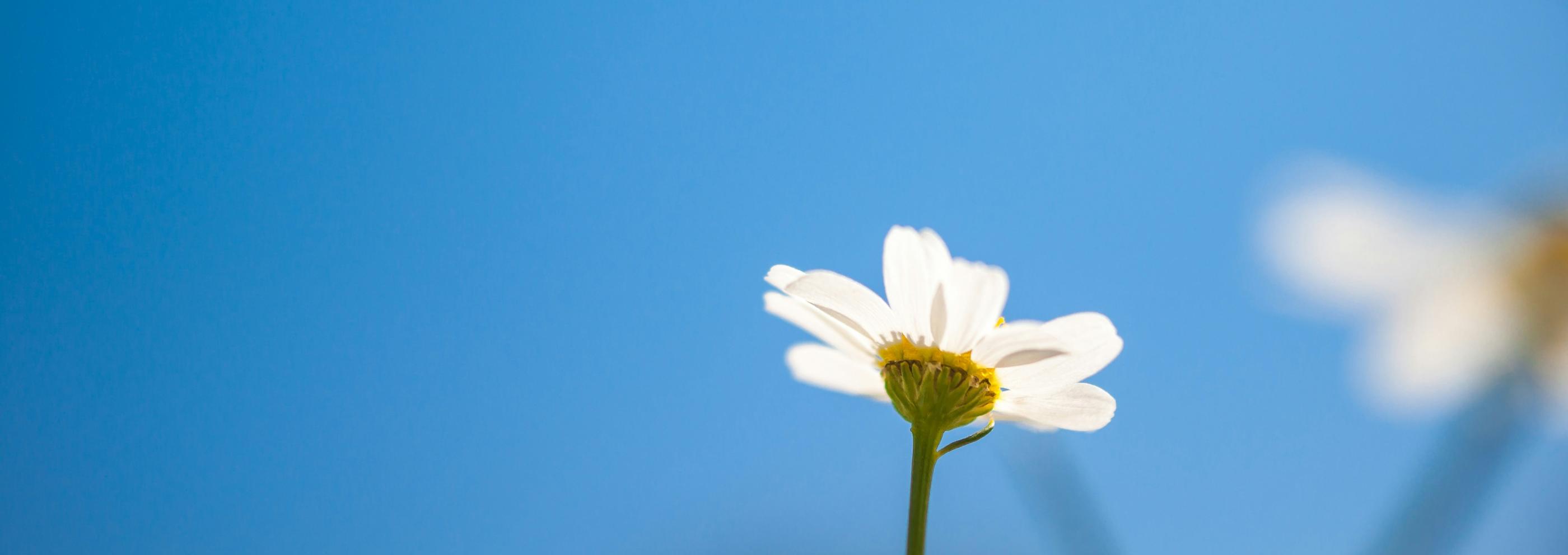 Blick in den blauen Himmel. Am unteren Ende ragt eine kleine weiße Margerite ins Bild