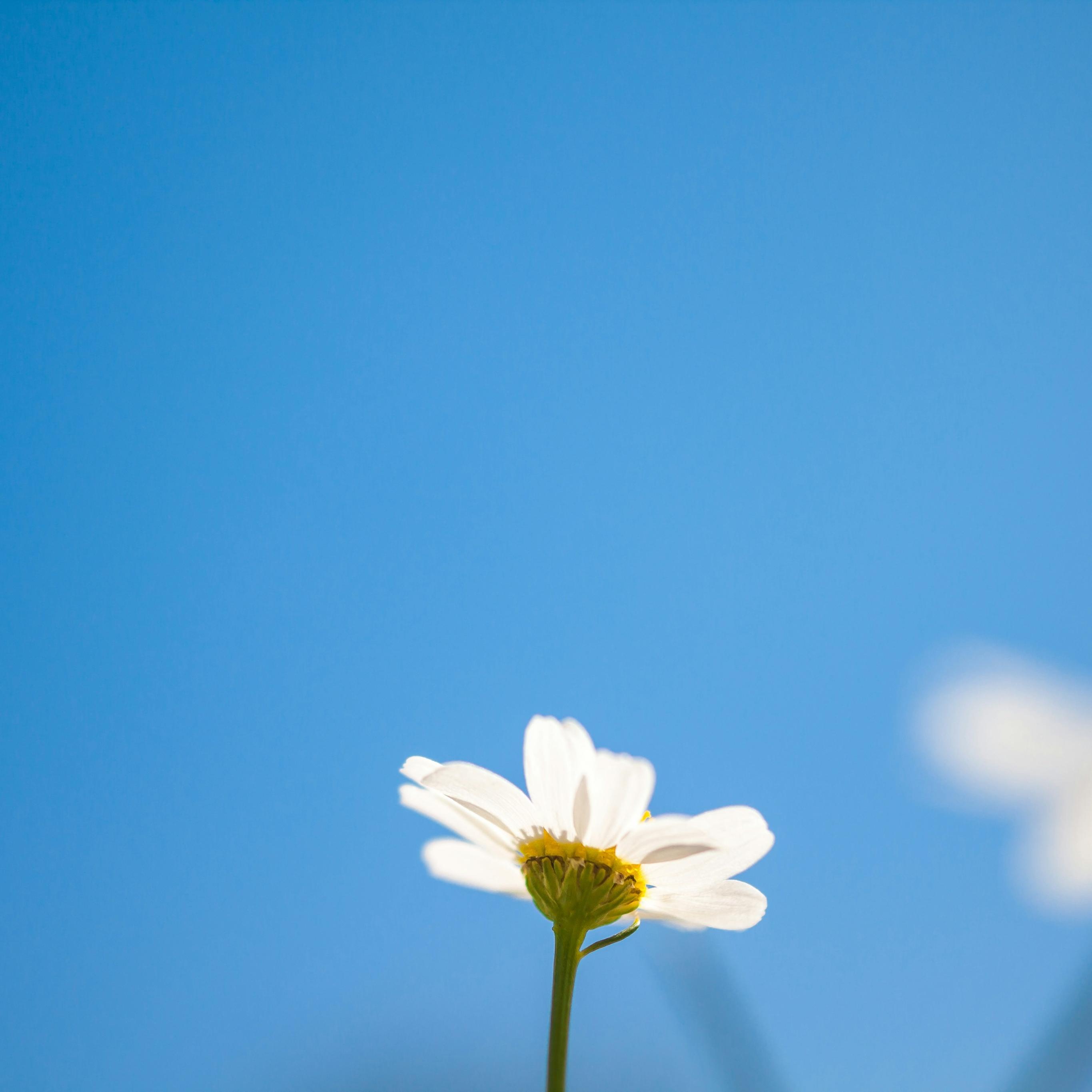 Blick in den blauen Himmel. Am unteren Ende ragt eine kleine weiße Margerite ins Bild