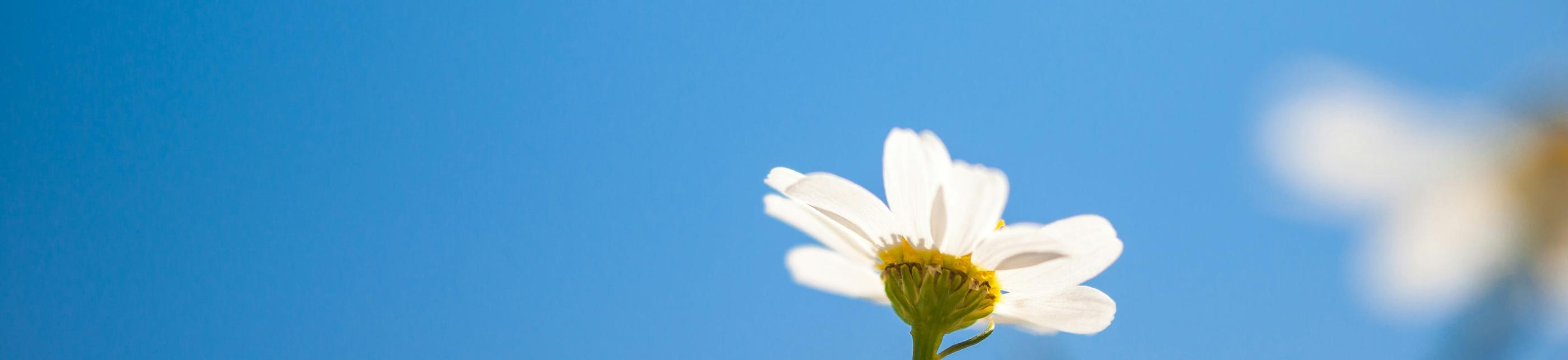 Blick in den blauen Himmel. Am unteren Ende ragt eine kleine weiße Margerite ins Bild