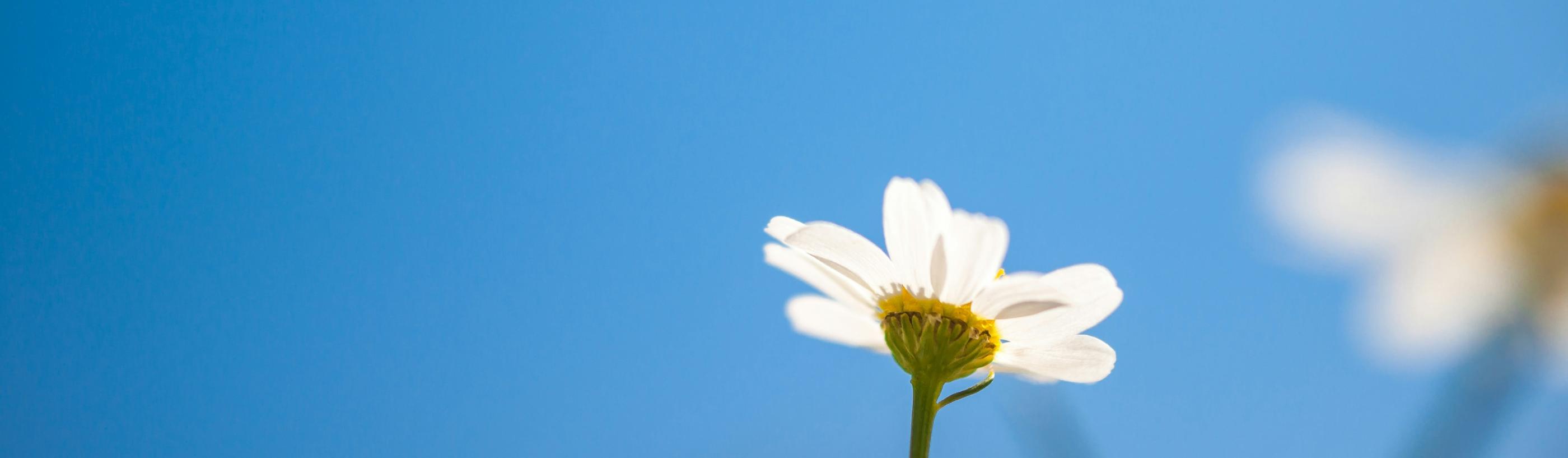Blick in den blauen Himmel. Am unteren Ende ragt eine kleine weiße Margerite ins Bild