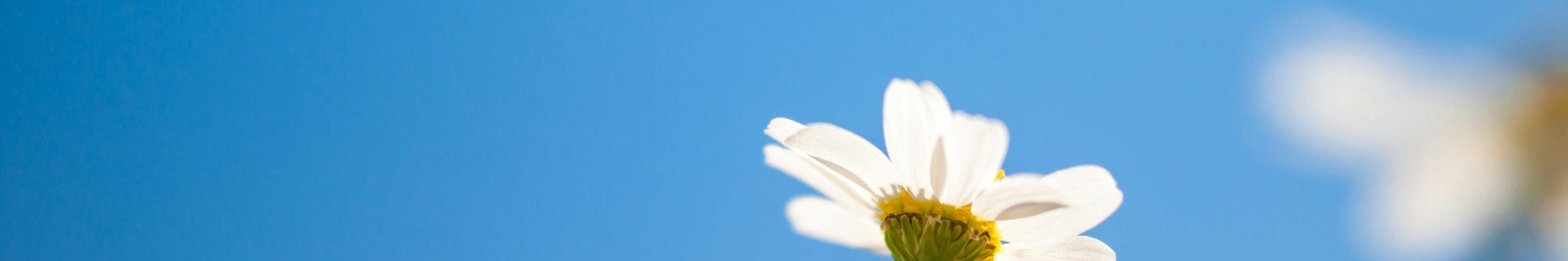 Blick in den blauen Himmel. Am unteren Ende ragt eine kleine weiße Margerite ins Bild