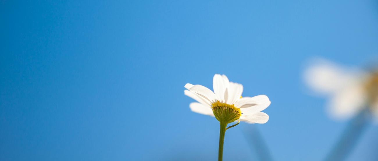 Blick in den blauen Himmel. Am unteren Ende ragt eine kleine weiße Margerite ins Bild