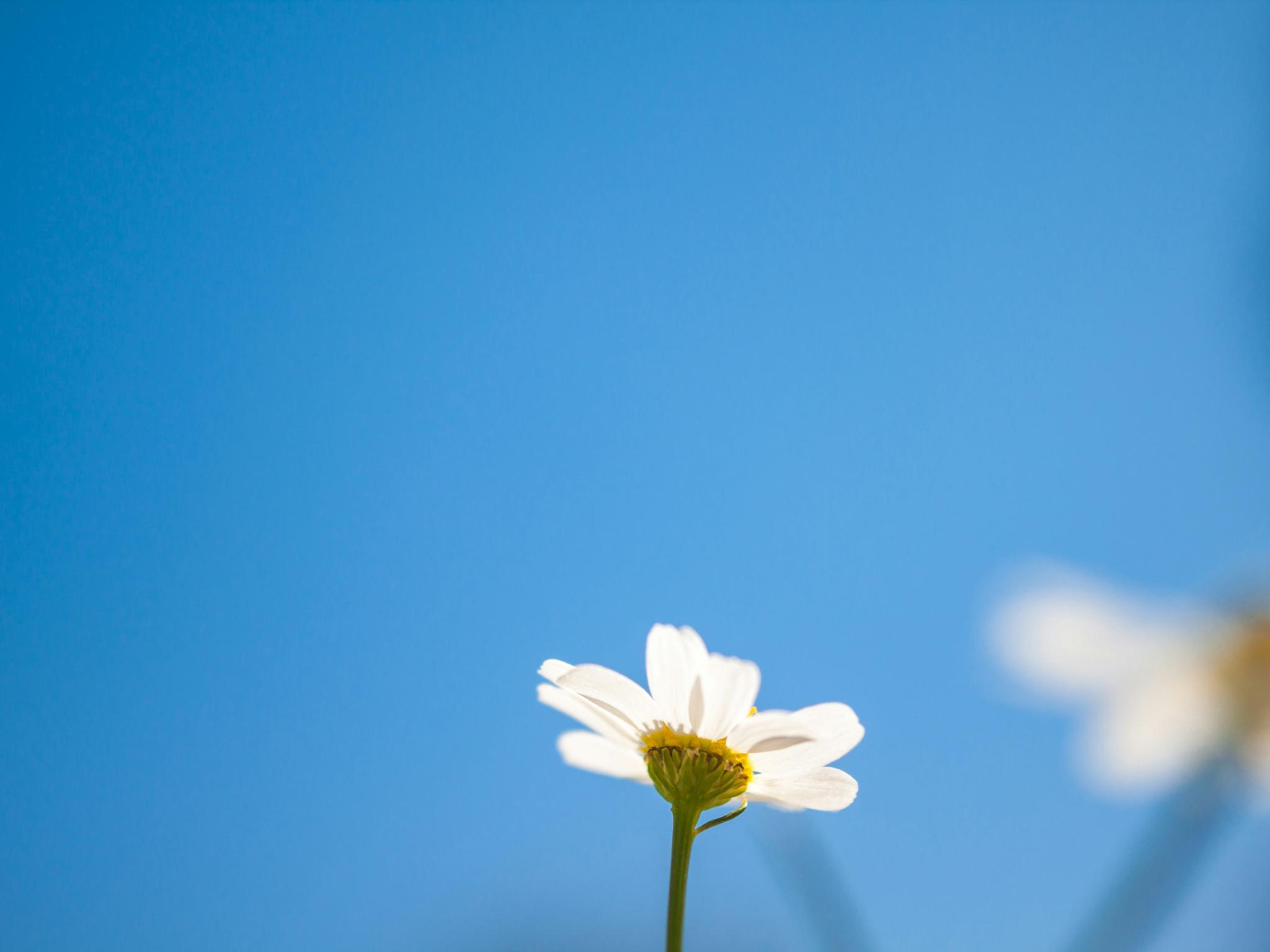 Blick in den blauen Himmel. Am unteren Ende ragt eine kleine weiße Margerite ins Bild