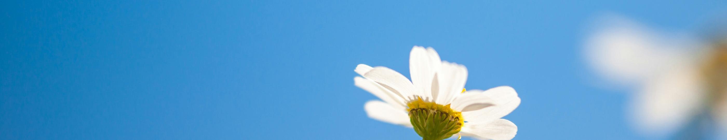 Blick in den blauen Himmel. Am unteren Ende ragt eine kleine weiße Margerite ins Bild