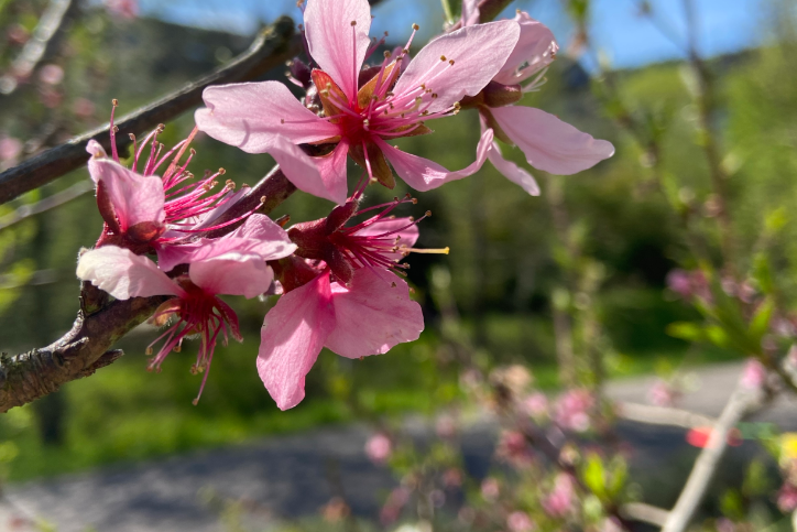 Man sieht eine rosafarbene Pfirsichblüte an einem Baum in Nahaufnahme