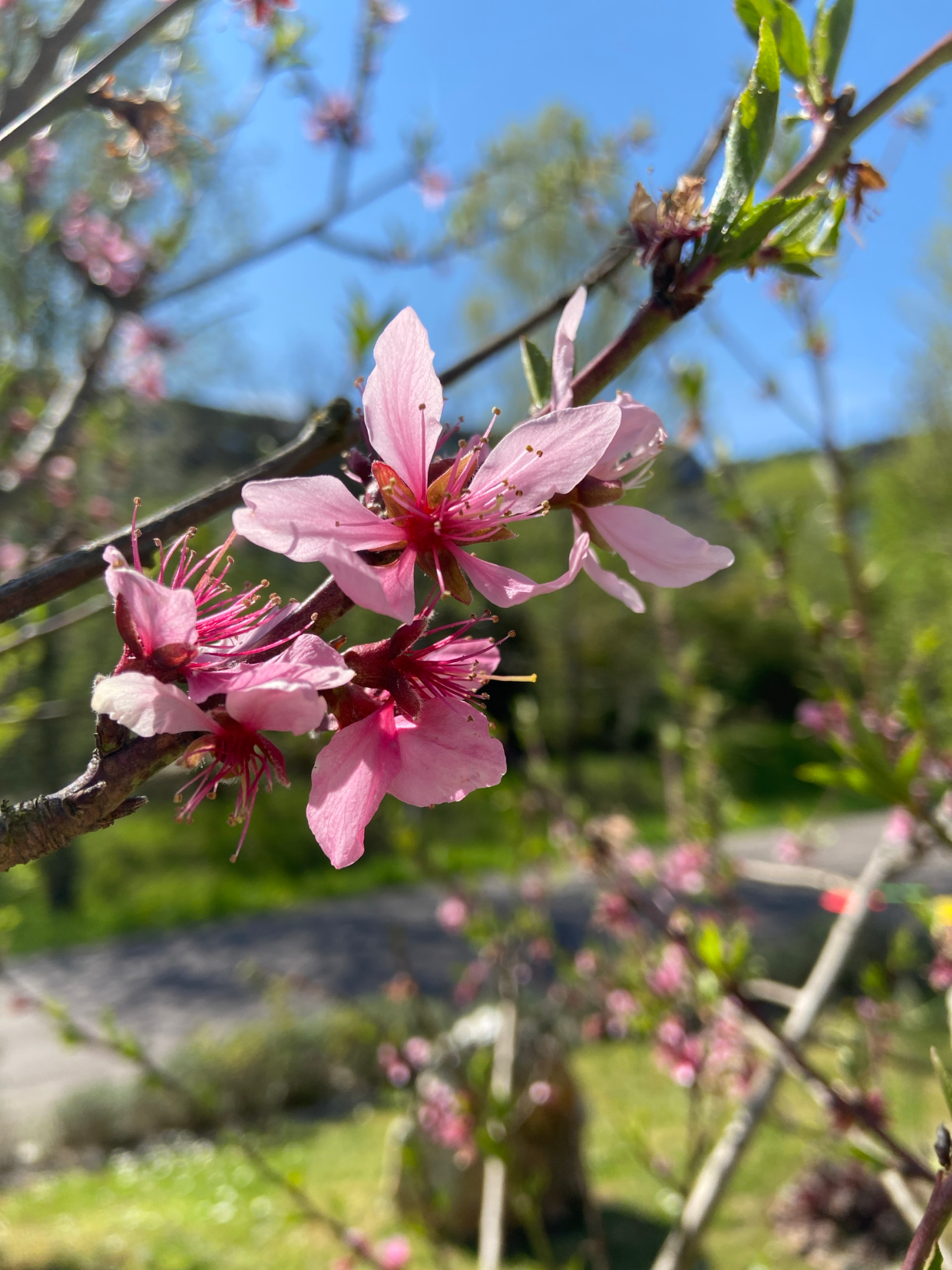 Man sieht eine rosafarbene Pfirsichblüte an einem Baum in Nahaufnahme