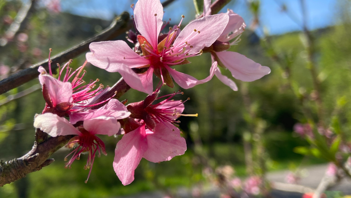 Man seiht eine rosafarbene Pfirsichblüte an einem Baum in Nahaufnahme