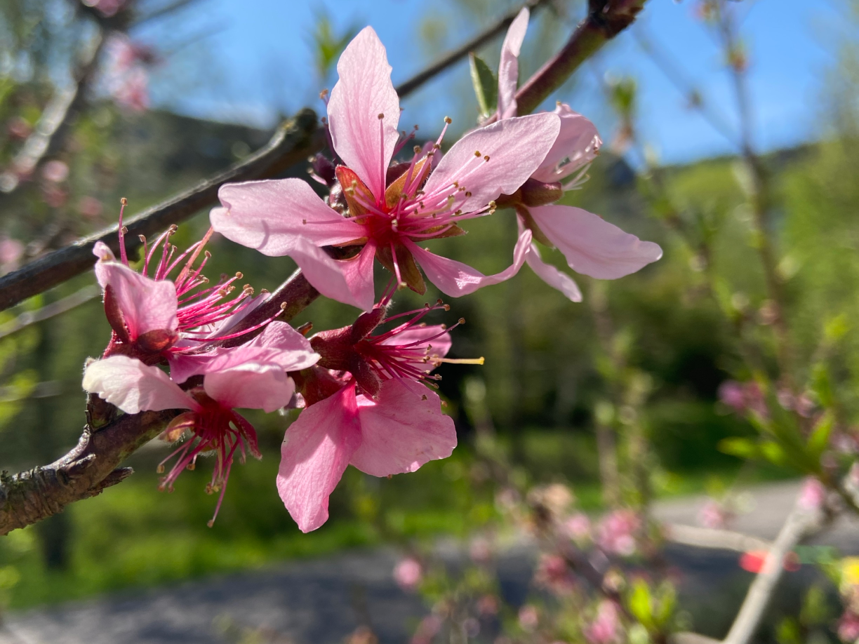 Man sieht eine rosafarbene Pfirsichblüte an einem Baum in Nahaufnahme