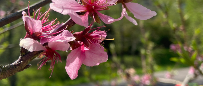 Pfirsichblüte (c) Margit Haubrich Man sieht eine rosafarbene Pfirsichblüte an einem Baum in Nahaufnahme