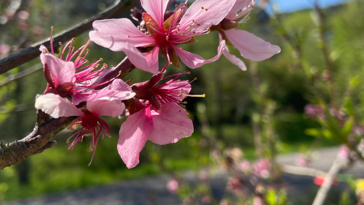 Man sieht eine rosafarbene Pfirsichblüte an einem Baum in Nahaufnahme