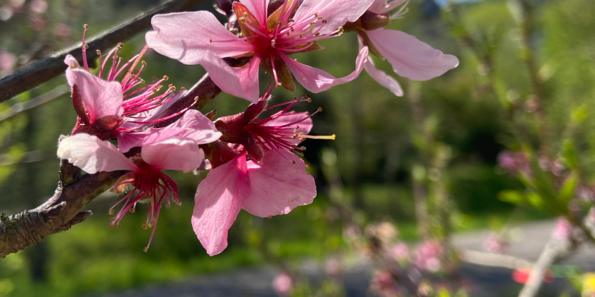 Man sieht eine rosafarbene Pfirsichblüte an einem Baum in Nahaufnahme
