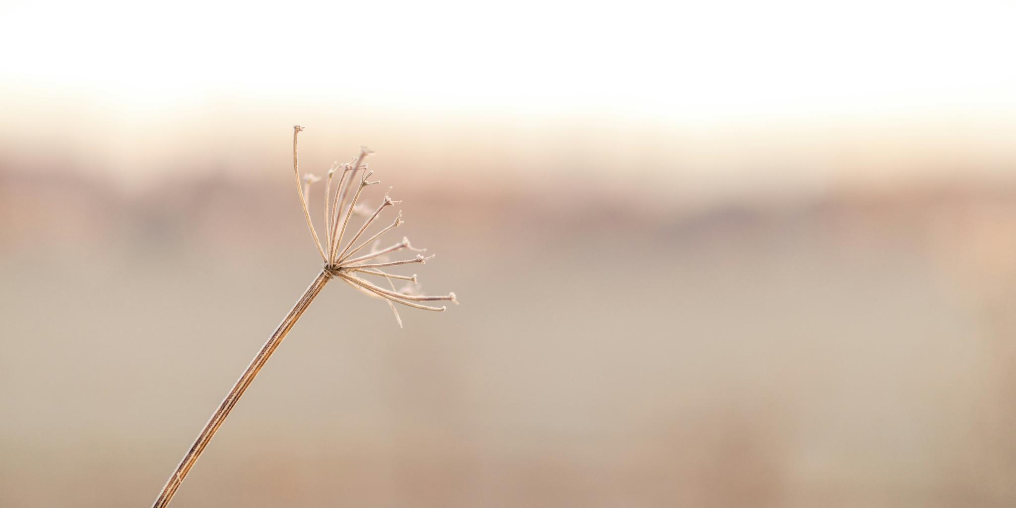 Man sieht die reste einer Pusteblume. Der Hintergrund ist warmweich