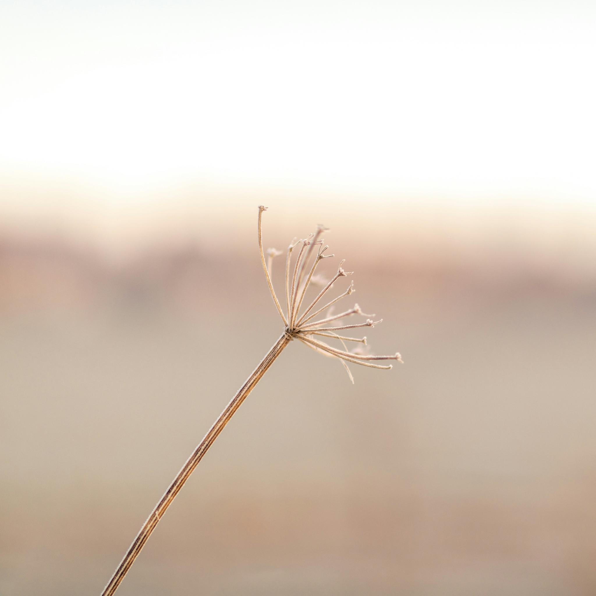 Man sieht die reste einer Pusteblume. Der Hintergrund ist warmweich