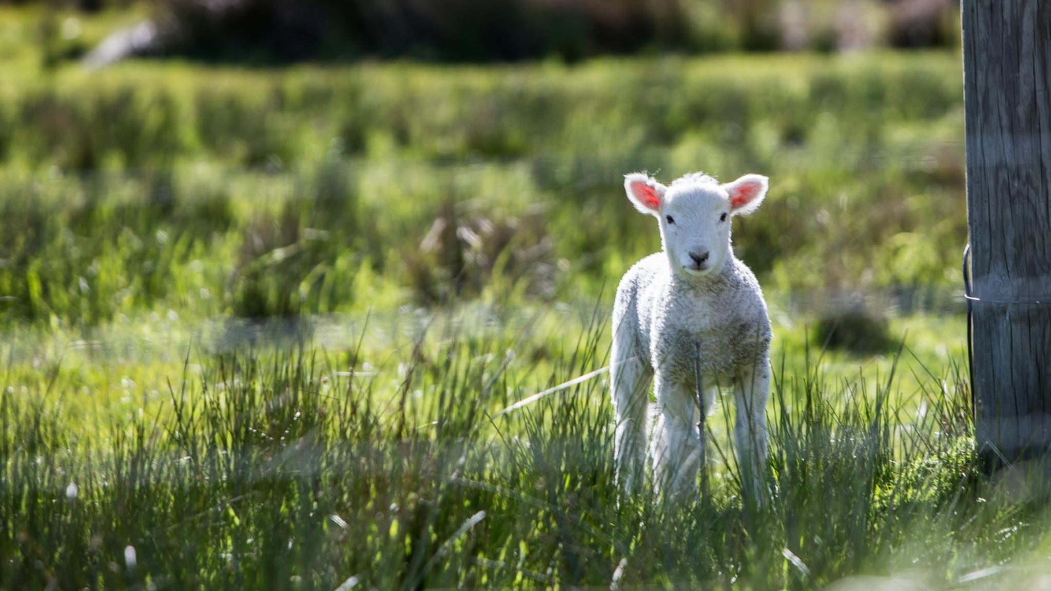 Ein kleines Lamm steht auf einer Wiese