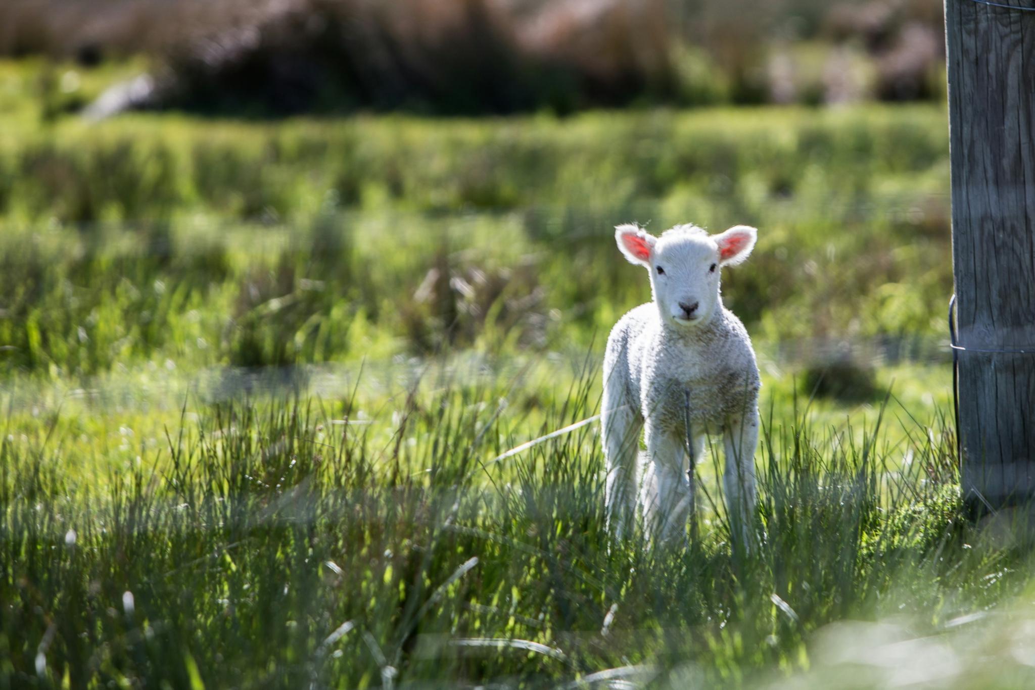 Ein kleines Lamm steht auf einer Wiese