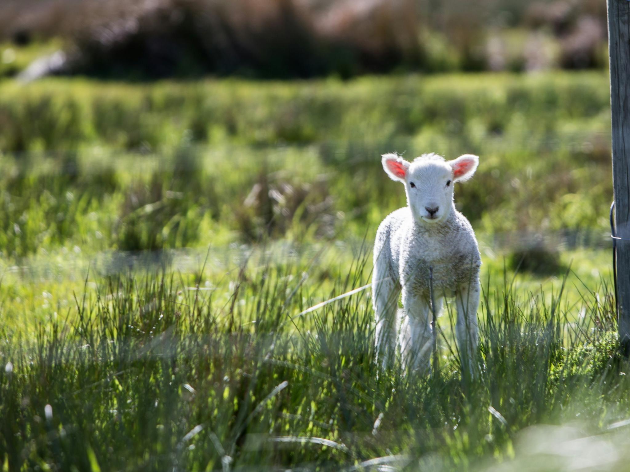 Ein kleines Lamm steht auf einer Wiese