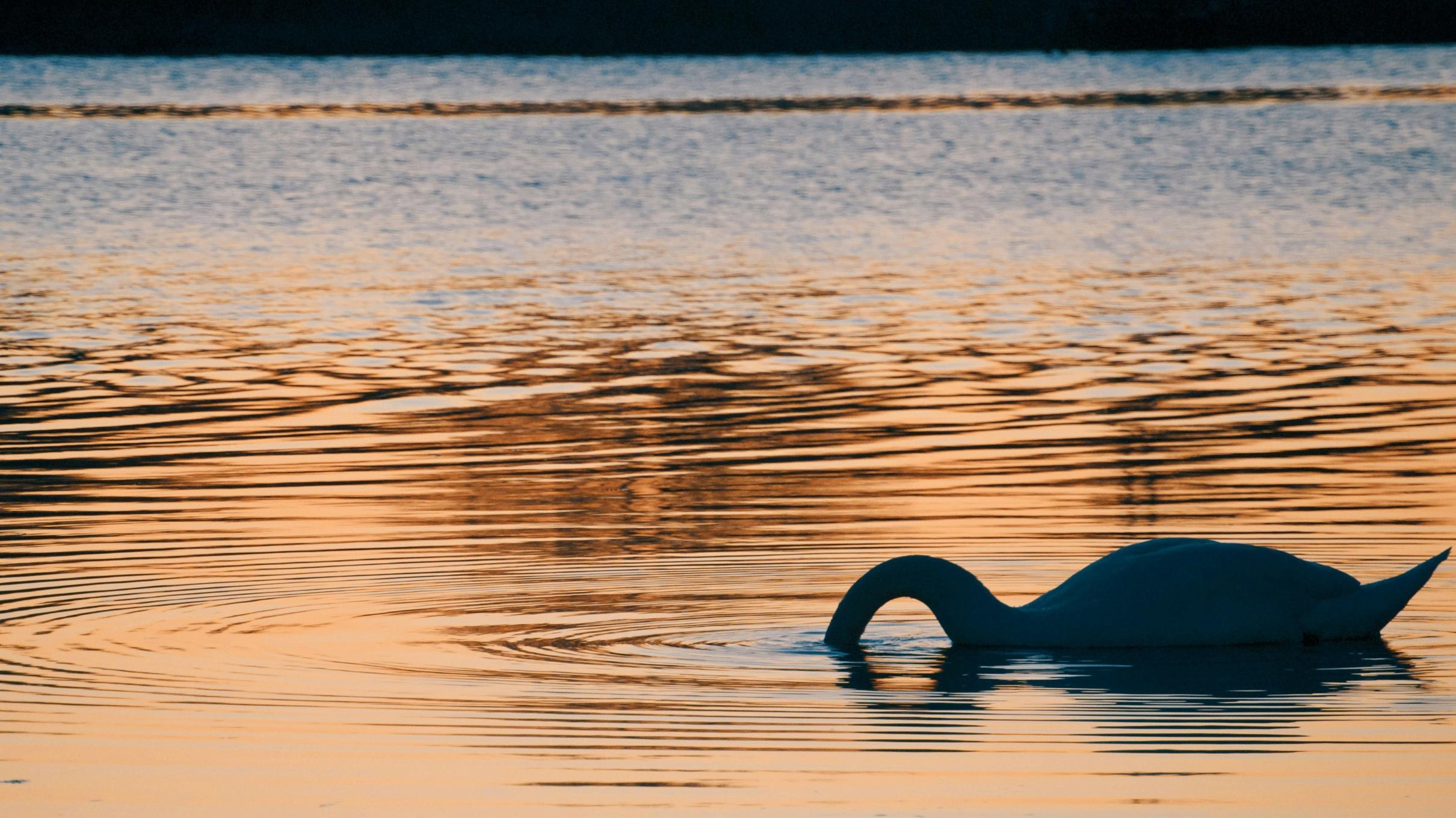 Blick auf einen See im Sonnenuntergang. Ein Schwan steckt seinen Kopf unter Wasser