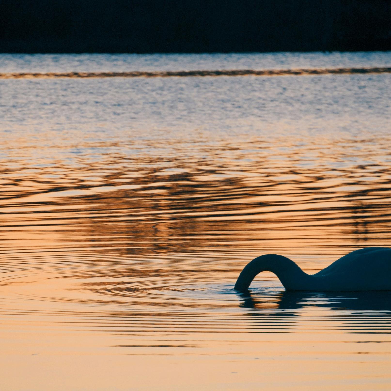 Blick auf einen See im Sonnenuntergang. Ein Schwan steckt seinen Kopf unter Wasser