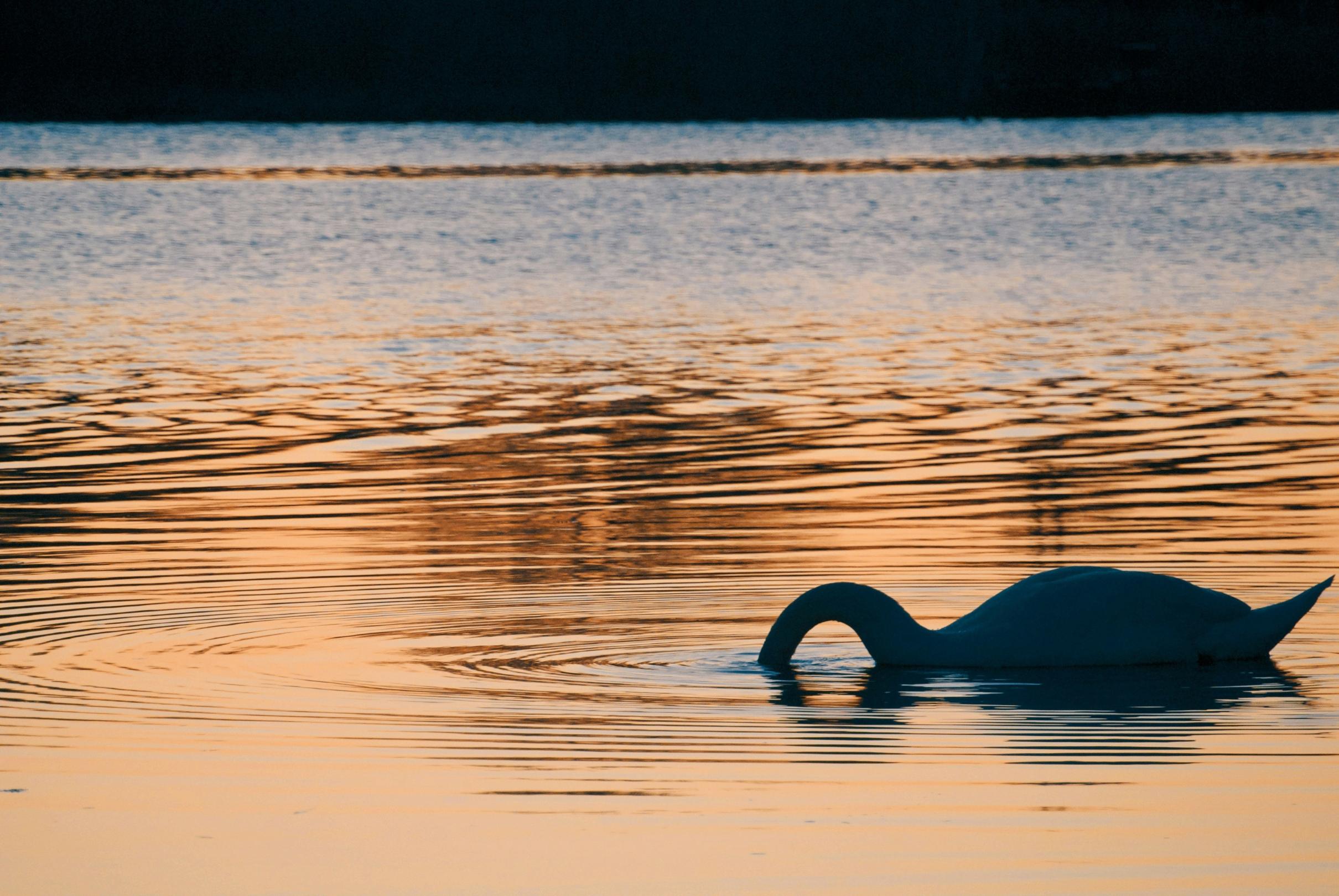 Blick auf einen See im Sonnenuntergang. Ein Schwan steckt seinen Kopf unter Wasser