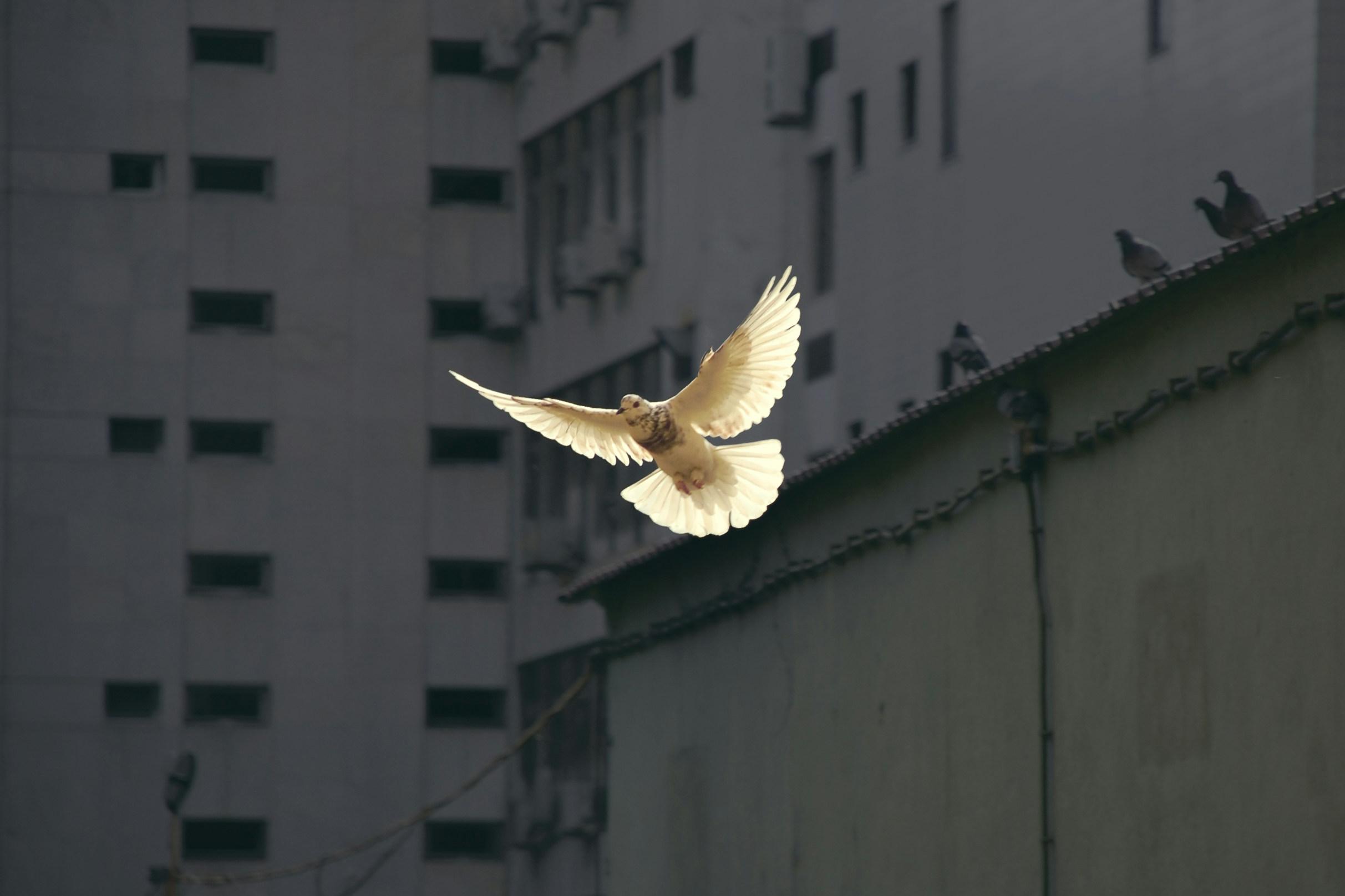 Eine Taube fliegt mit ausgebreiteten Flügeln durch die Stadt