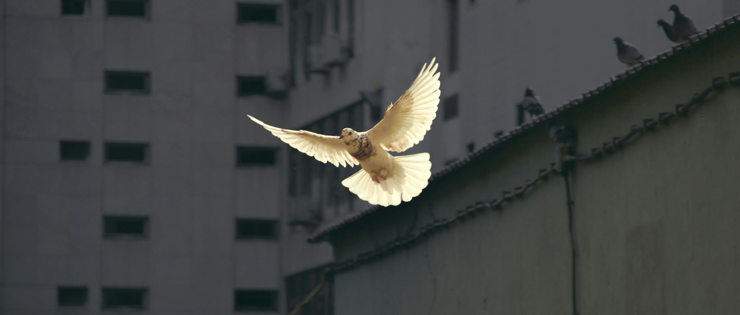 Eine Taube fliegt mit ausgebreiteten Flügeln durch die Stadt