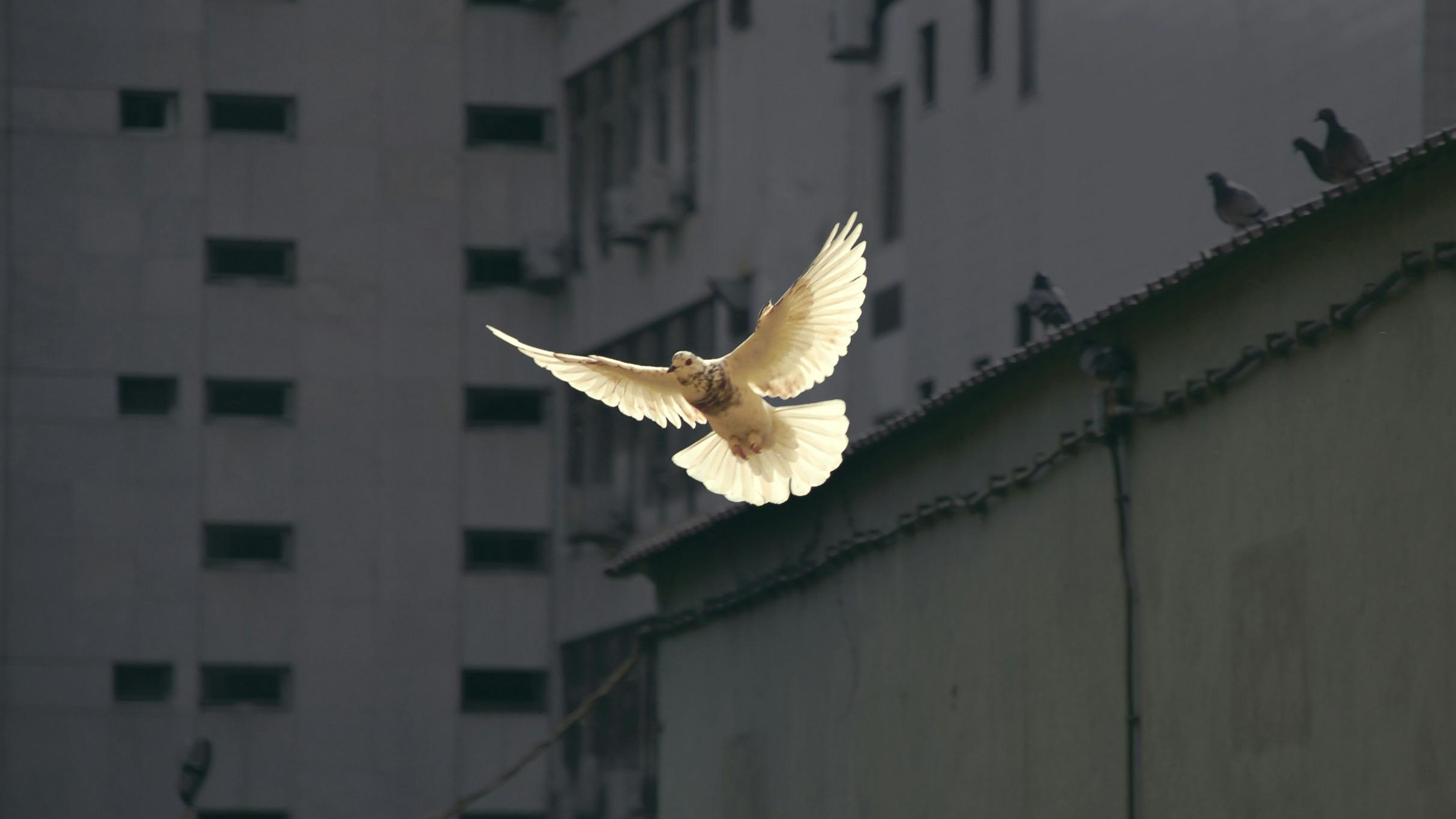 Eine Taube fliegt mit ausgebreiteten Flügeln durch die Stadt