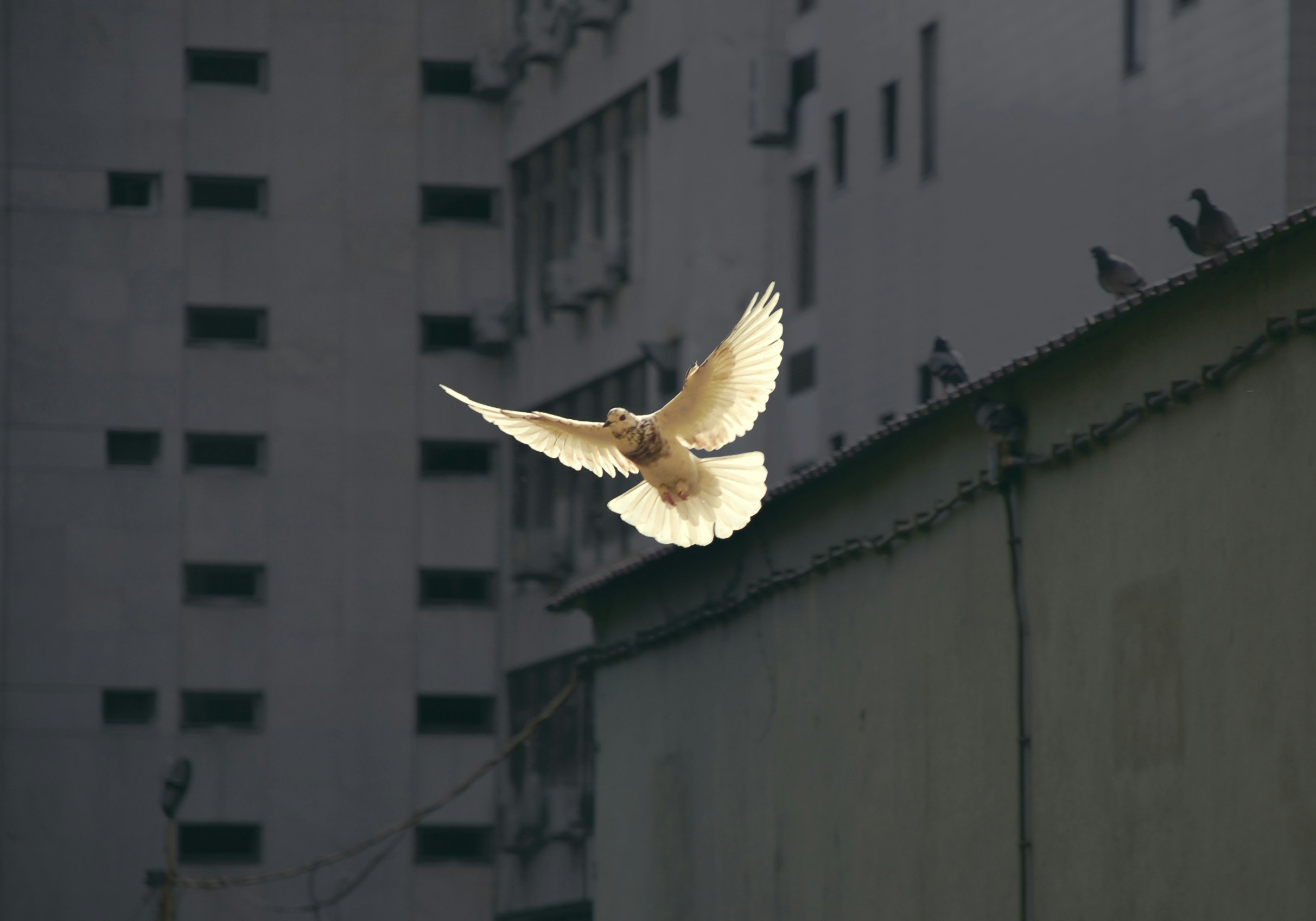 Eine Taube fliegt mit ausgebreiteten Flügeln durch die Stadt