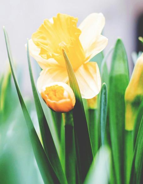 Auf dem Foto sind blühende gelbe Narzissen zu sehen.