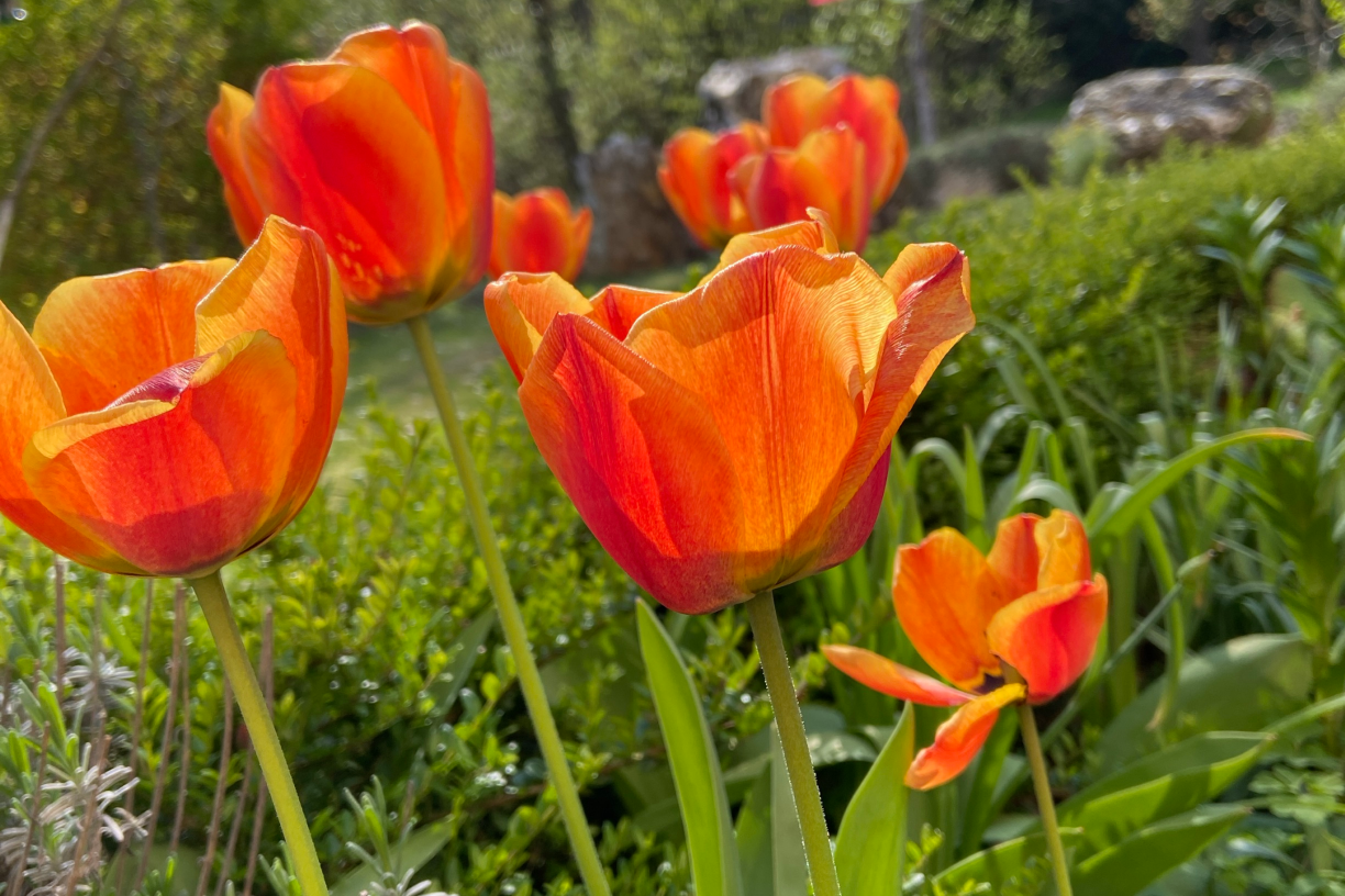 Man sieht rote, leuchtende Tulpen im Garten
