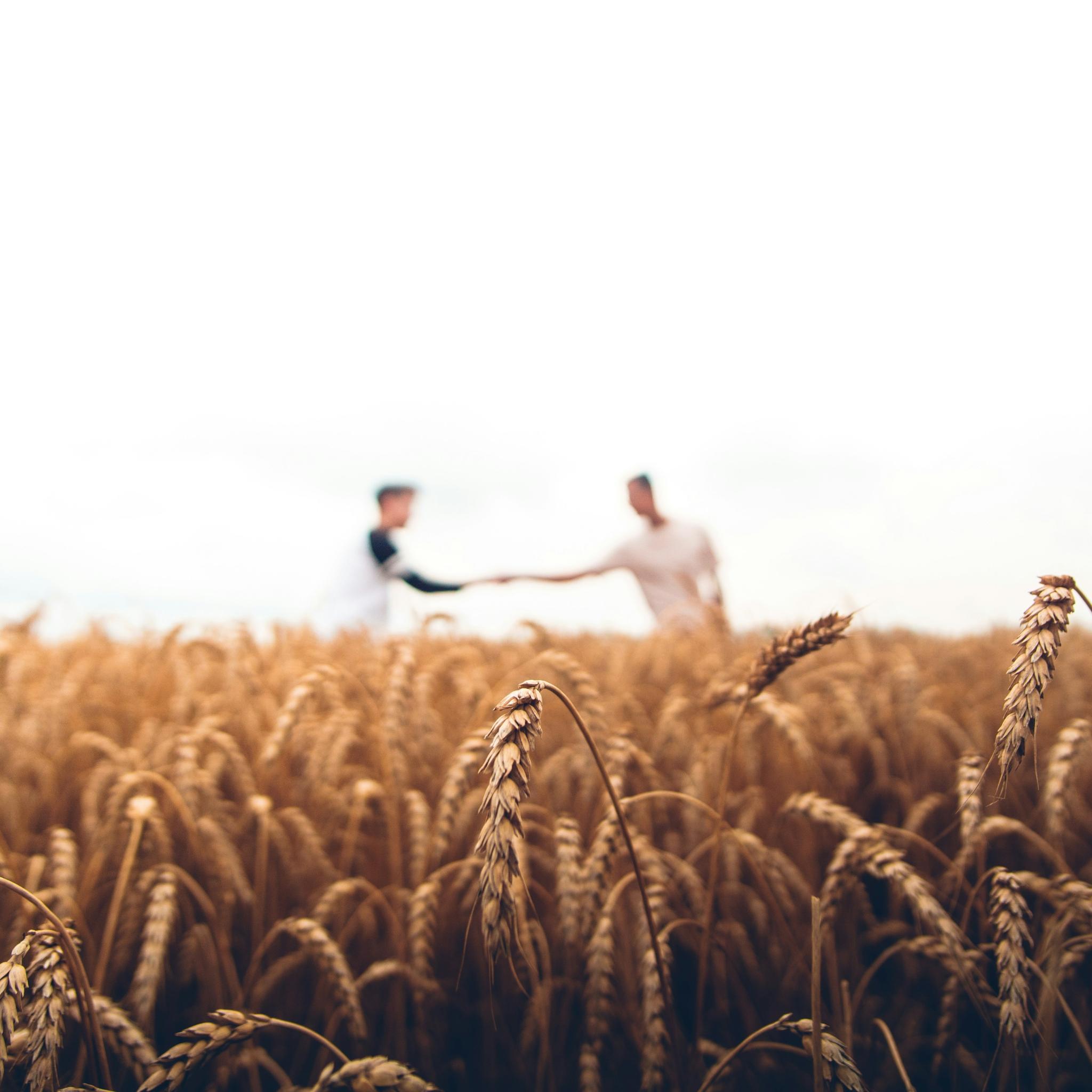 Man sieht ein Feld, im Hintergrund verschwommen zwei Personen, die sich die Hand reichen