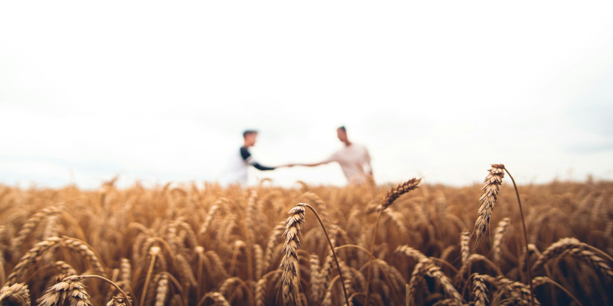 Man sieht ein Feld, im Hintergrund verschwommen zwei Personen, die sich die Hand reichen