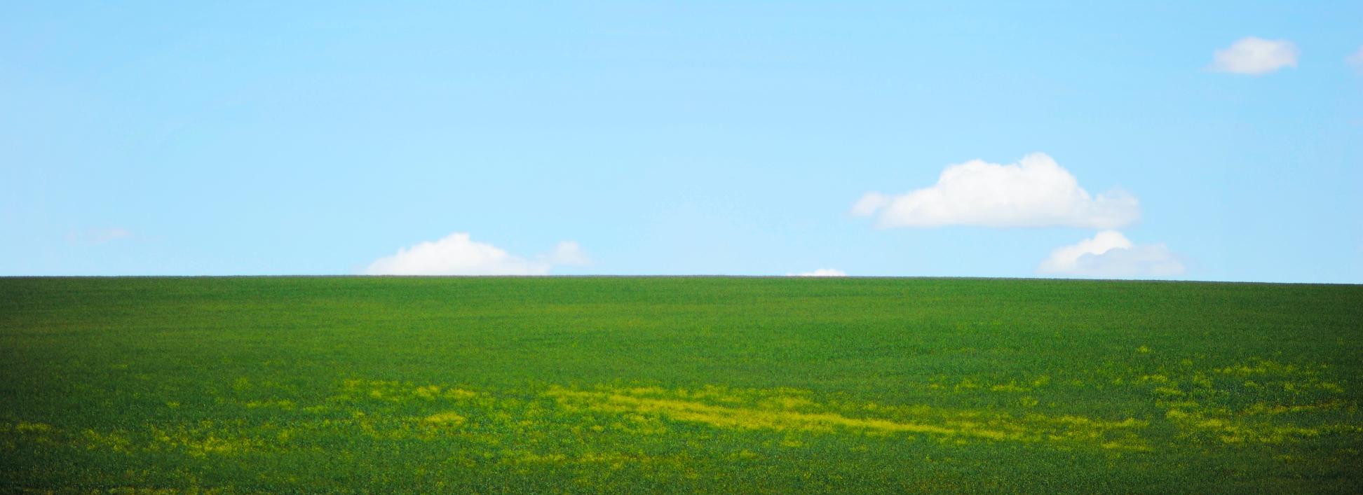 grünes Gras trifft am Horizont auf strahlend blauen Himmel; vereinzelt sind kleine Wölkchen zu sehen