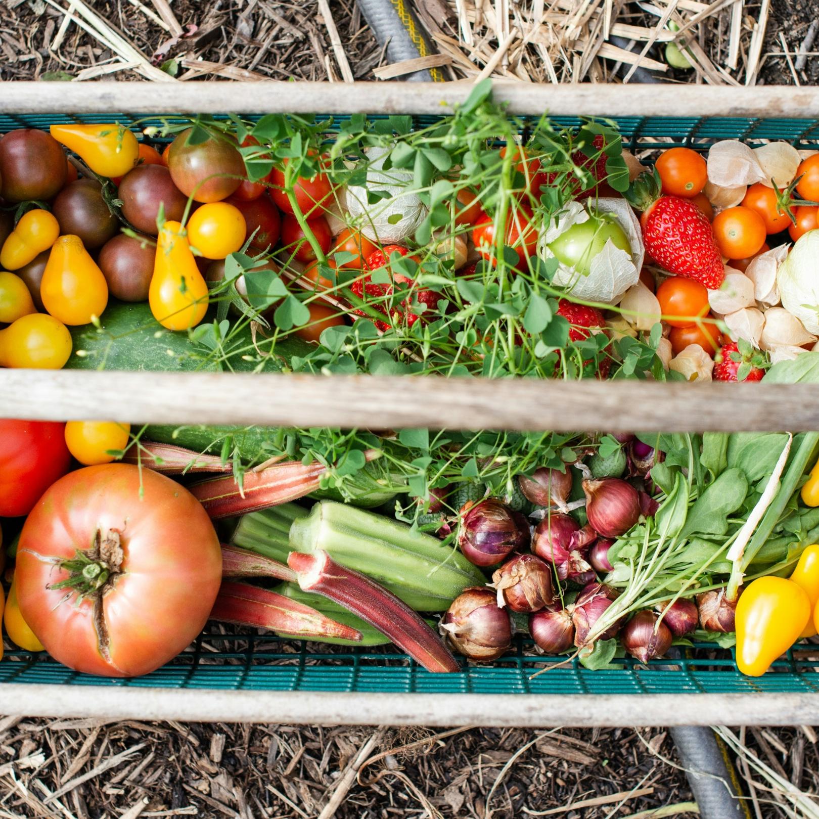 In einer Holzkiste liegen verschiedene Obst- und Gemüsesorten wie Tomaten, Erdbeeren, Zwiebeln, Rhabarber