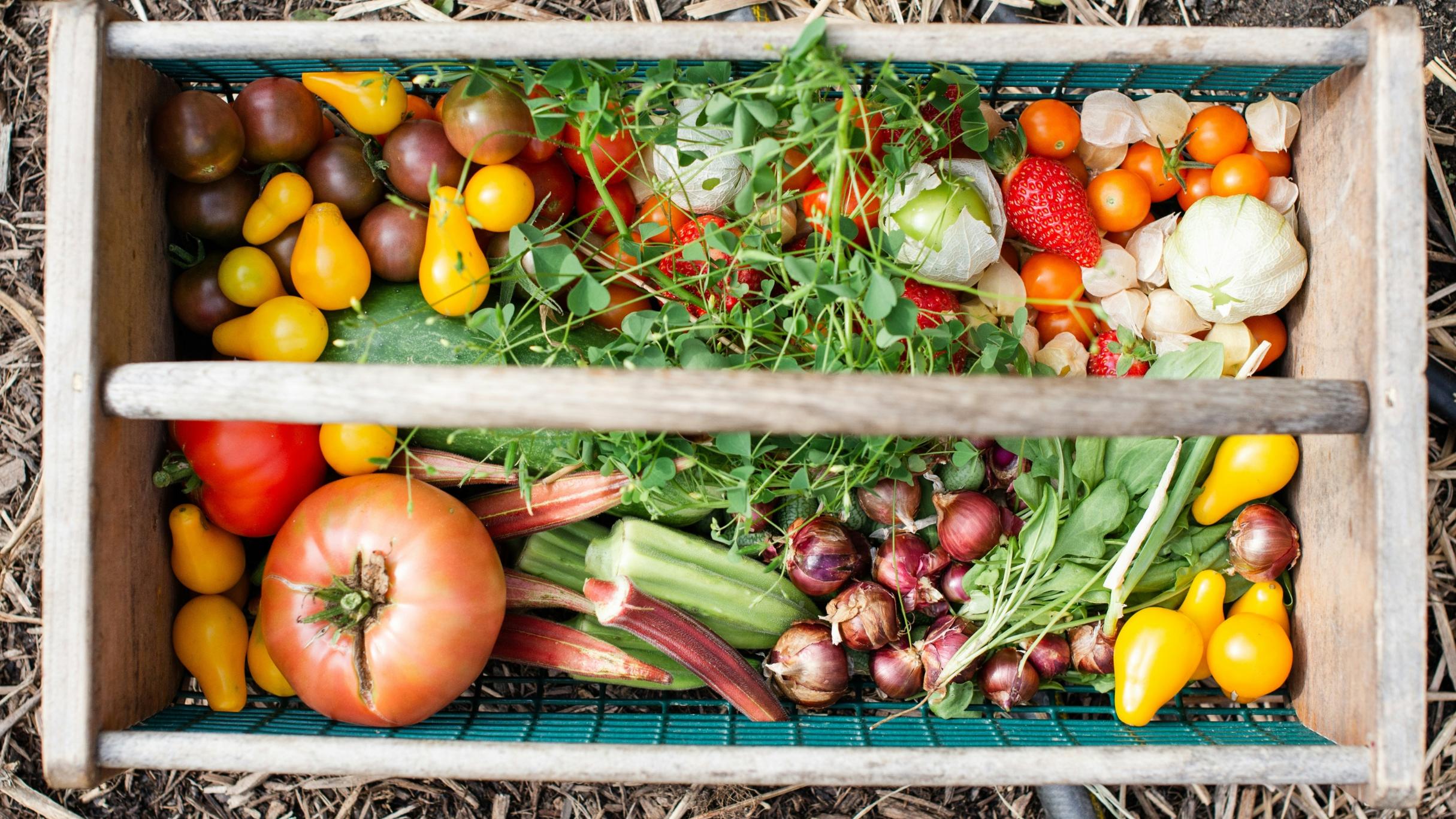 In einer Holzkiste liegen verschiedene Obst- und Gemüsesorten wie Tomaten, Erdbeeren, Zwiebeln, Rhabarber