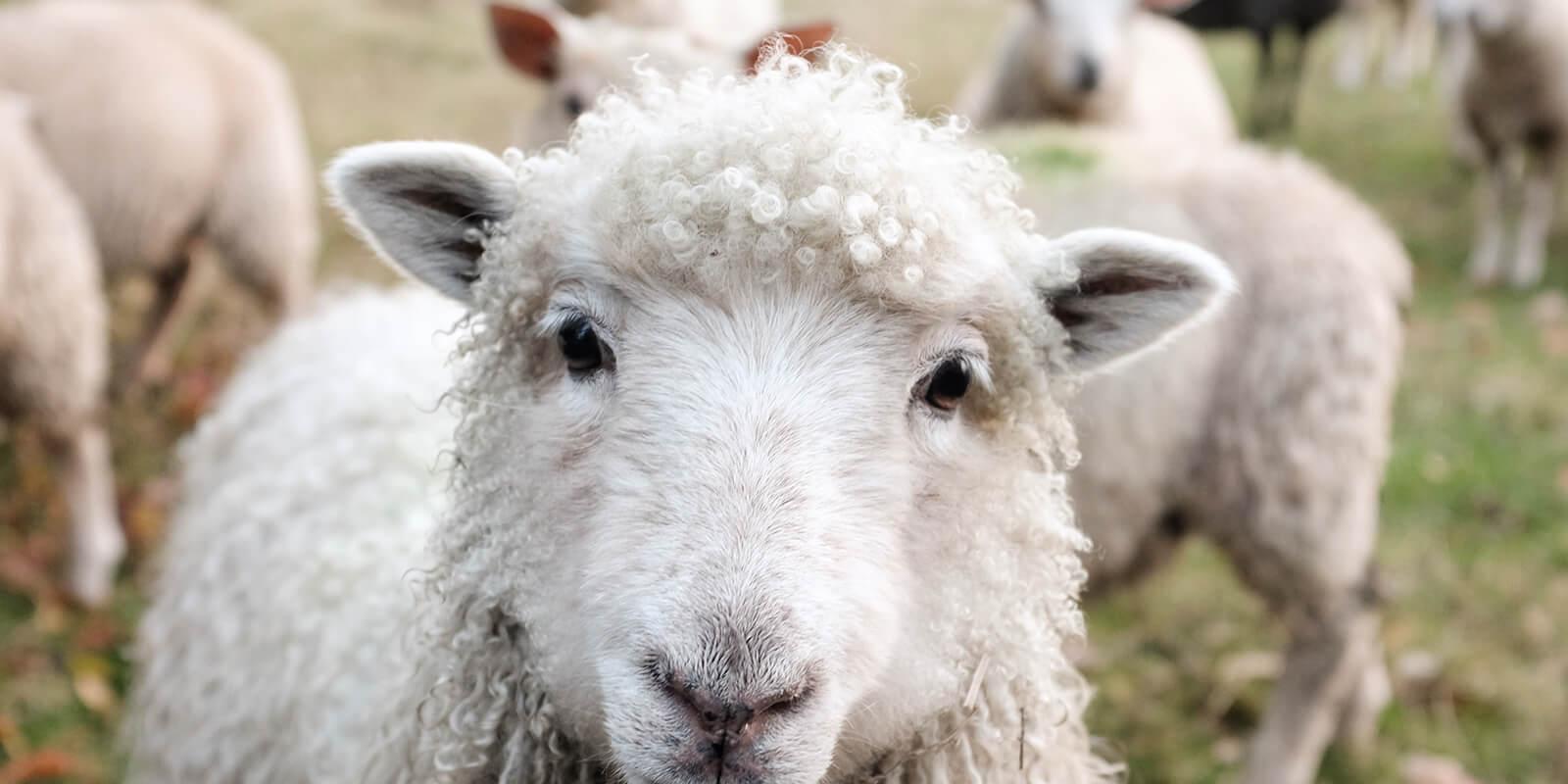 Schafe auf der Weide (c) CC0 1.0 - Public Domain (von unsplash.com) Schafe auf der Weide