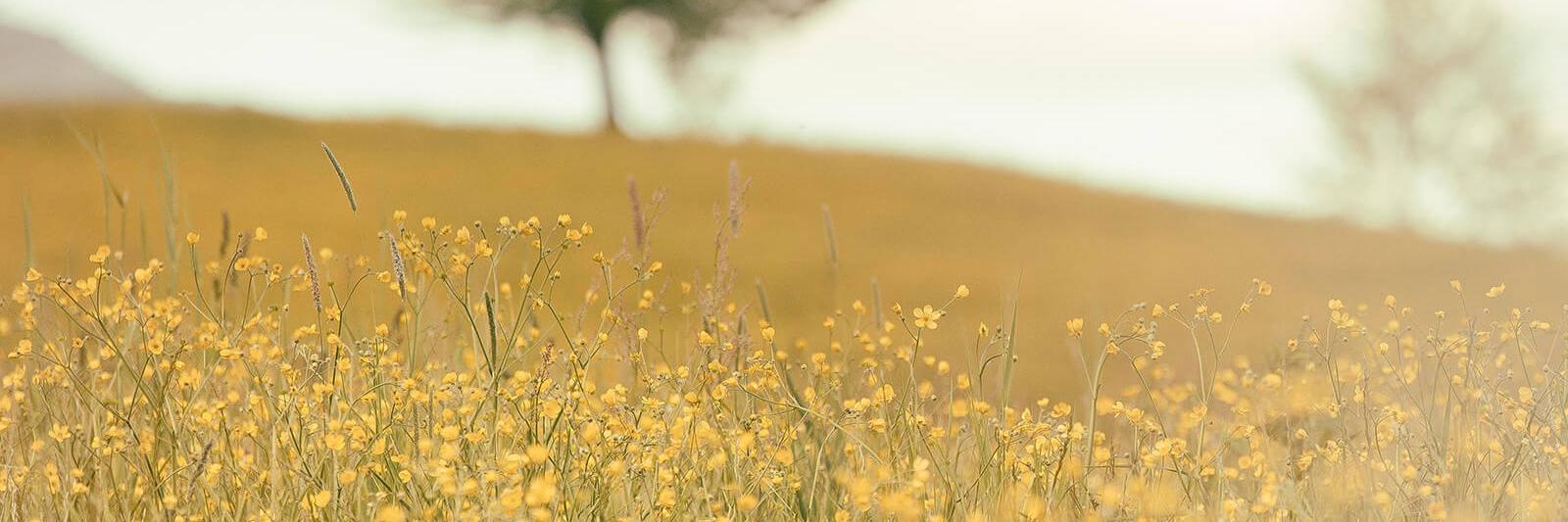 Blumenwiese mit Baum