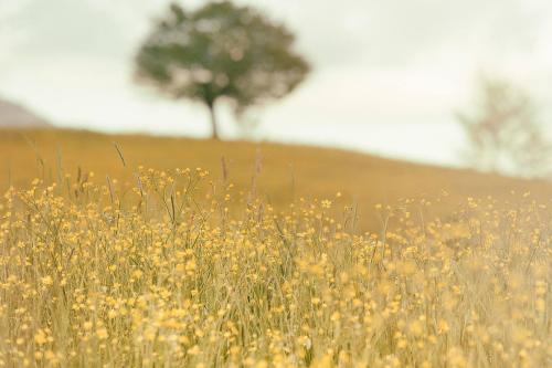 Blumenwiese mit Baum